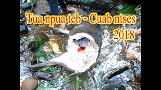 Yos cuab ntse tua npua teb 2018