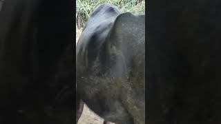 Desi buffalo 🐃 3 shorts video