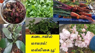 கனடாவில் என் வீட்டு தோட்டத்தில் | Garden at Home in Canada | Tamil | வீட்டு தோட்டம் | Veetu Thottam