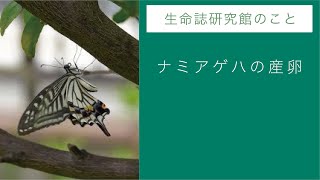 チョウのレストラン「Ω食草園」特設サイト：ナミアゲハの産卵