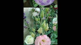 Aloka(Eustoma) cut flower home gardening in Bangladesh.