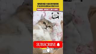 12月21日（发布），四川。素材来源@猫皮膏药 。猫咪跟邻居小猫玩耍把腿摔断，打石膏身价直接从0变成1000。哎呦妈呀！笑死我了！跟个人似的！# 你的猫孩子也是这样玩吗😂😂😂😄 # 猫猫的心思