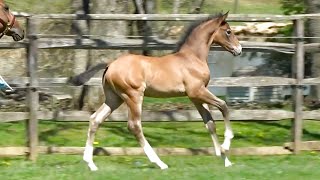 Thor ISF by Cum Laude - 2023 KWPN-NA Colt - Warmblood x Lusitano - Developing ISF Dressage Foal