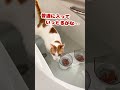 もしかしてメカ師匠になってもうたんか…？【おしゃべりする猫】 shorts 【猫アテレコ】