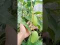 Mangga Chokanan Mudah Sekali Berbuah,Sangat Recommended Untuk Pecinta Tabulampot Mangga #gardening