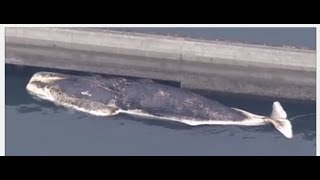 「船と思った」　巨大クジラが港に…爆発の危険も