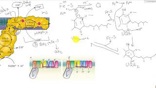 CHEM 407 - Electron Transport Chain - 2- Complex I - NADH Dehydrogenase Mechanism