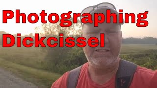 Capturing The Beauty Of The Dickcissel In Photos!