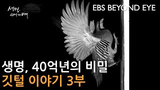 생명 40억년의 비밀 ㅣ깃털이야기 3부ㅣ The Secret Life of 4 Billion Years. Feathers Part 3