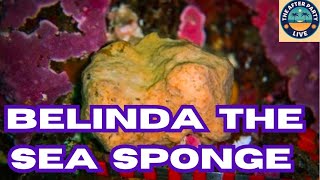 For Four Years, Researchers Kept a Camera on Belinda the Sea Sponge, What They Learned - 1/9/25