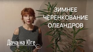 Дача на Юге - Олеандры (19.12.23г.) зимнее черенкование.