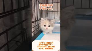 #里親募集中子猫アゴはネコ #子猫 #保護猫 #里親募集中 #可愛い猫