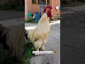 Adorable Rooster Crowing Loudly | Amazing Rooster Crowing Sound Effects #animals #petslove #shorts💕🐓