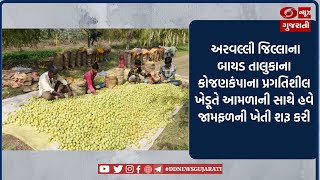 અરવલ્લી : બાયડ તાલુકાના કોજણકંપાના પ્રગતિશીલ ખેડૂતે આમળાની સાથે હવે જામફળની ખેતી શરૂ કરી |05-02-2023