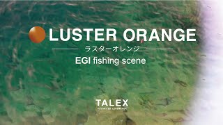 ラスターオレンジの見え方　エギング編【TALEX公式】