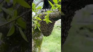 Capturing a wild colony of Japanese honeybees in a tree #shorts