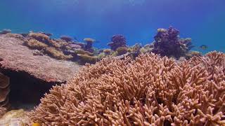 Palau Coral Colors