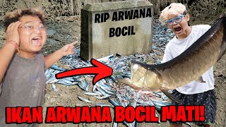 SEDIH!!! IKAN ARWANA KESAYANGAN BOCIL MATI KARNA DIRACUN ORANG!!!