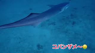 群れに大物にっ★石垣島ダイブパラッパ