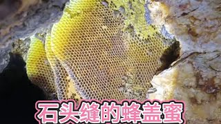 老罗费九牛二虎开出一窝石头缝里野生蜜蜂糖，全是蜂盖蜜纯纯土货 #蜂盖蜜 #冬蜜糖 #大自然的馈赠