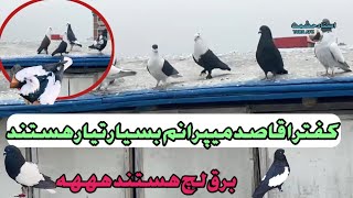 کفترا نو قاصد میپرانم بسیار تیار هستند برق لچ هستند ههههه