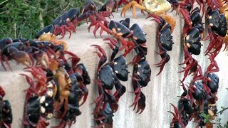 Thousands of crabs emerge in Cuba for annual migration