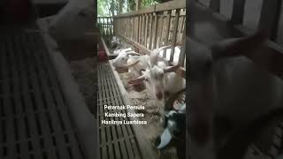 TERNAK KAMBING SAPERA | PRODUKSI SUSU KAMBING, sukses ternak kambing sapera