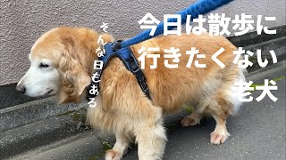 散歩に誘っても行きたがらない老犬ゴールデンレトリバー。 A senior golden retriever doesn’t want to go walk today.