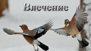 Влечение. М. Алексеев. МСЦ ЕХБ.