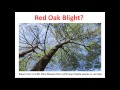 Webinar: Bur Oak Blight Management