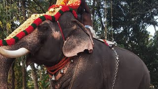 CHITTILAKKATTU DEVI TEMPLE ULTSAV |UNNIMANGAD GANAPATHY | #sougandhvlogs