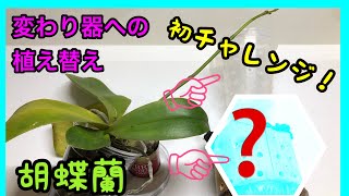 子株から花芽が出ている胡蝶蘭の植え替え。変わり器でも胡蝶蘭育つの？？