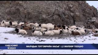 Малчдын тэтгэврийн насыг 1.2 жилээр тооцно