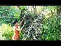 An orphan boy goes to pick fruit in the forest and sells it for money to buy food