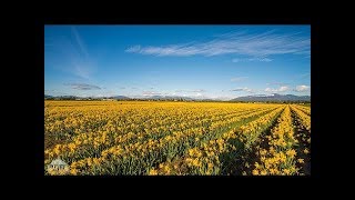 Ultra HD Golden Flowers   Skagit Valley Daffodils 3   Trailer