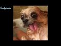 ПРИКОЛЫ С ЖИВОТНЫМИ - смешные собаки | FUN WITH ANIMALS - funny dogs #22