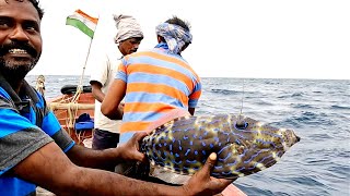 Catching Needle Fish, Leatherjacket Fish \u0026 Queen Fish in the Sea