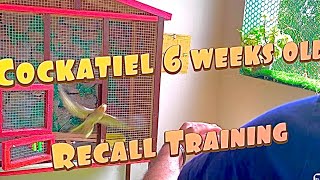 Cockatiel 6 weeks old - Recall training