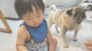 犬に優しい1歳児！しかし自分のオヤツは…。1歳1ヶ月！#赤ちゃん #チワワ #パグ