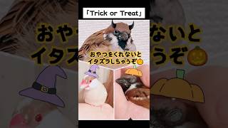 トリックオアトリート~ハッピーハロウィンナイト　保護雀ちゅんぞう、よん　シナモン文鳥ぷりん #halloween #sports #スズメ #文鳥