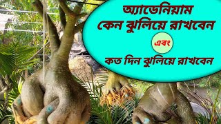 Adenium Hanging Benifits In Bengali | How To Take Care Adenium Plant