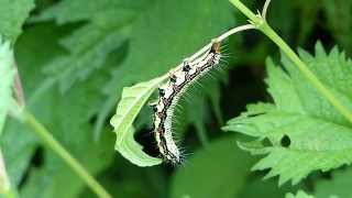 Ramie Caterpillar Eating フクラスズメ（蛾）幼虫がアカソの葉を摂食