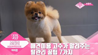 애견미용 고수의 털관리 꿀팁 7가지!  [4K UHD]