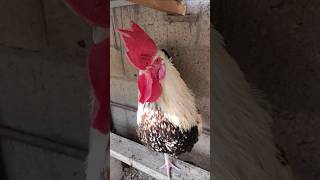 Adorable Rooster Crowing Sounds | Amazing Rooster Crowing Loudly | shorts🐓💕