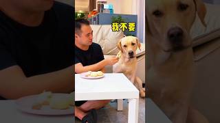 टोमी ने मलिक के सारे मोमोज खा लिए ||😂🐶|| #dog #facts #trending #funny #funnyvideos #viral