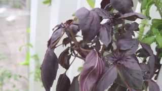 Welcome to the GrowUp Box - London's Aquaponic Urban Farm in a Shipping Container