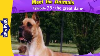 Meet the animals 75 | the Great Dane | pets animals | little fox | animated stories for kids