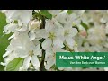 Malus 'White Angel' - Van den Berk over Bomen