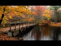 Enchanting Autumn Nature Scenes, Autumn Forest 🍁 Beautiful Relaxing Music for Stress Relief