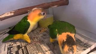 シロハラインコ　（2013/10/3　exotic-supply）